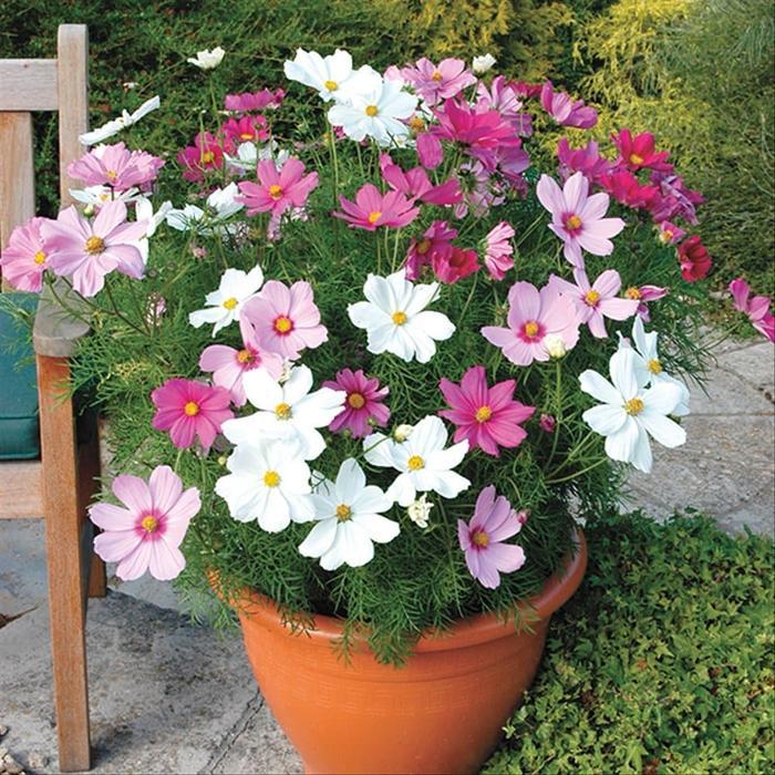 Benih / Biji Tanaman Hias Bunga Cosmos Dwarf Mix Warna Warni 20 Biji