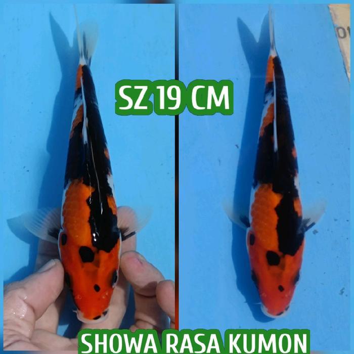 Terlaris Ikan Koi Blitar Showa Ready Kohaku Sanke Chagoi Dll