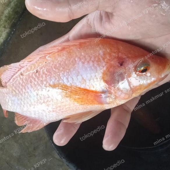 paket calon indukan ikan nila merah ukuran 3-4 jari isi 4 ekor