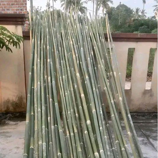 Tiang Bambu Panjang untuk Bendera Umbul-Umbul Siap Pakai Berbagai Ukuran
