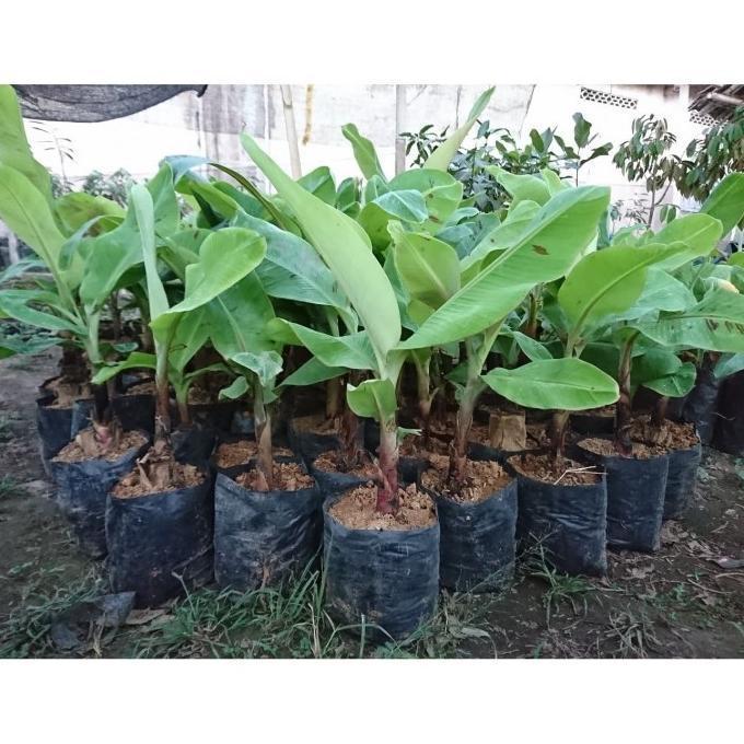Bibit Tanaman Buah Pisang Merah Asli-Bibit Pisang Asli ATV super