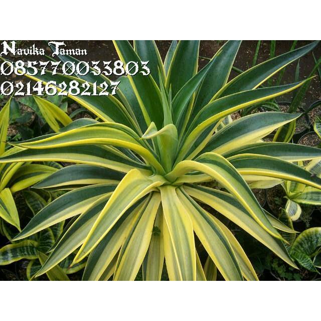 Bisa Gosend Pohon Agave Commom/ Agave Strip Kuning