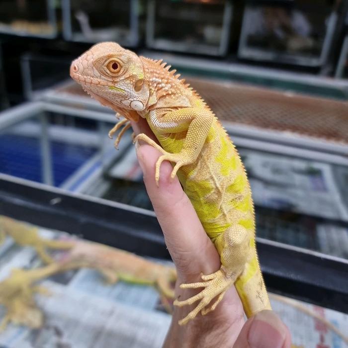 TERMURAHHH Red albino Iguana ukuran 45cm jinak lincah hasil ternakan lokal