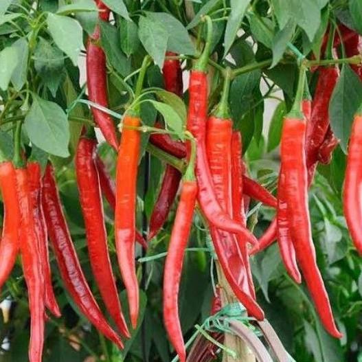 50 biji Benih Cabai merah besar super
