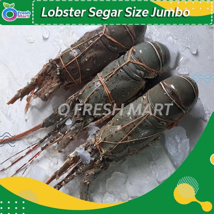 Lobster Laut Segar Fresh Size Jumbo 1 kg isi 2-3 ekor