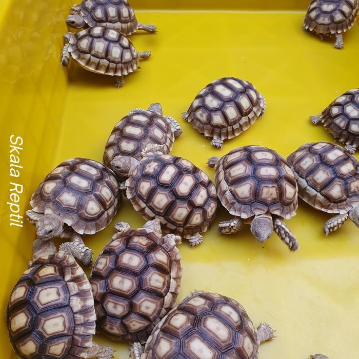 Sulcata size 8-9cm / Kura-kura Sulcata / Sulcata Tortoise