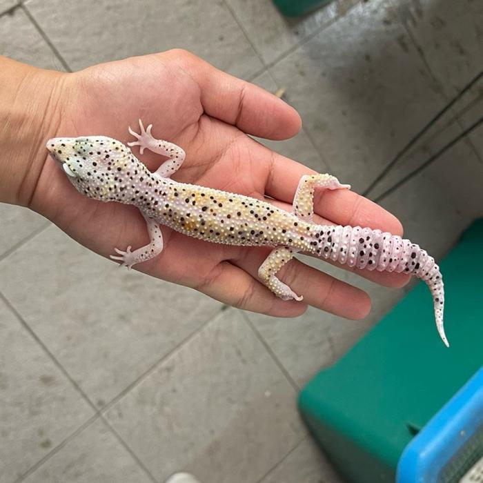 TERMURAHHH Enigma ADULT LeopardGecko