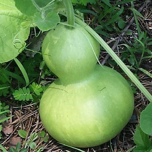 Bibit Benih Biji LABU BOTOL - Bottle Gourd Labu Air Isi 10 Biji