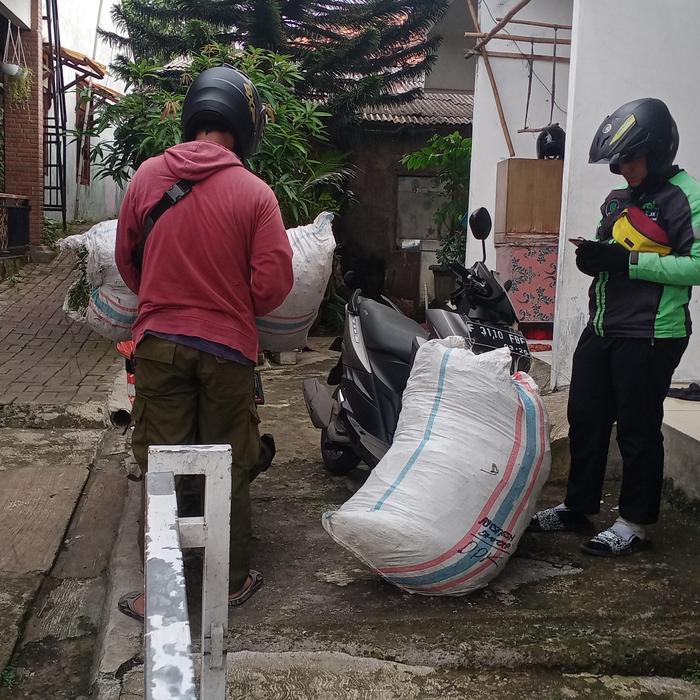 Rumput buat pakan kambing sapi