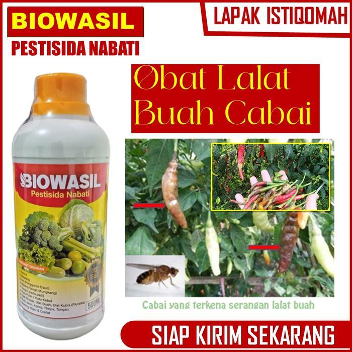 obat lalat buah untuk cabe biowasil isi 500 ML - Pupuk Organik Anti Lalat Buah Pada Cabe Terbaik