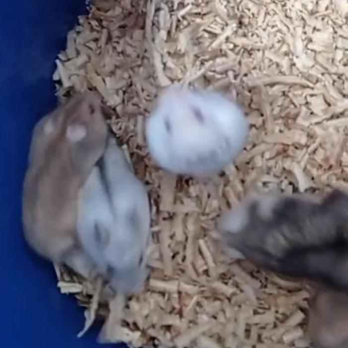hamster winter white pearl jinak