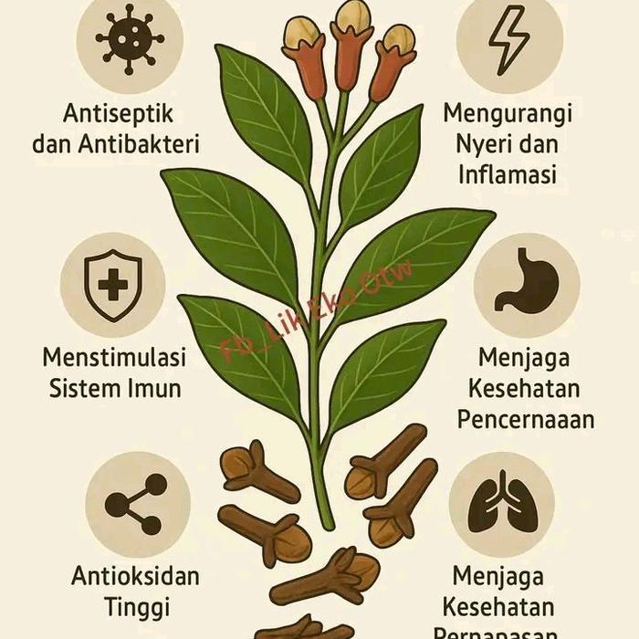 Bibit Pohon Cengkeh Sansibar Siap Tanam untuk Kebun