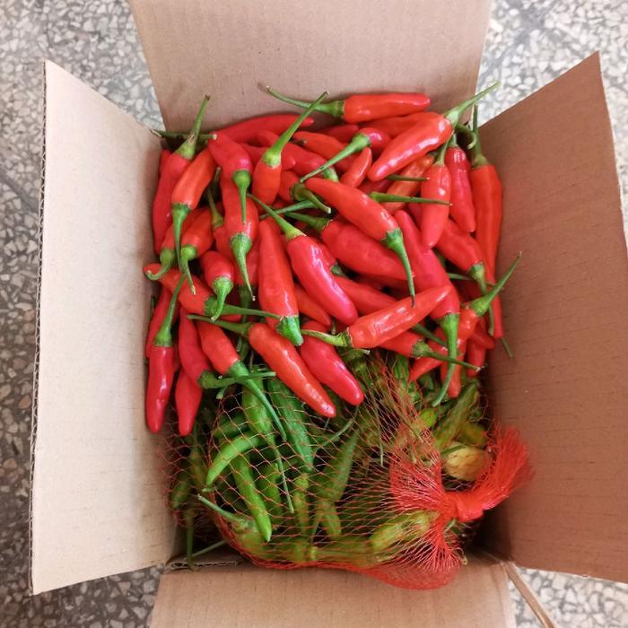 NEW CABE RAWIT HIJAU LOKAL MURAH MERIAH