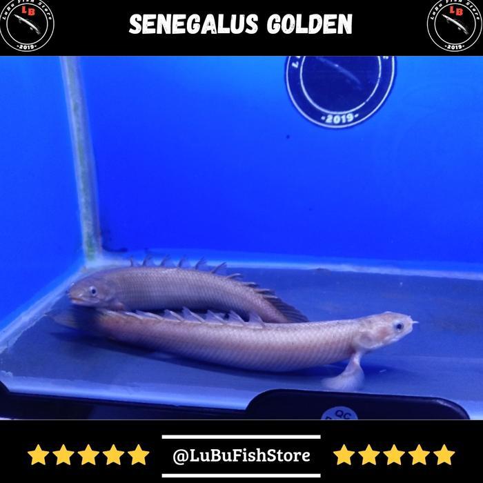 Aksesoris Perlengkapan Aquarium Palmas Senegalus Golden Tbk
