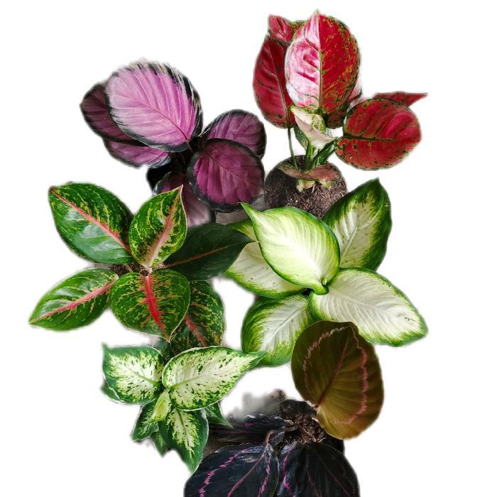 Bunga Aglonema Campur ( Aglonema paket hemat )
