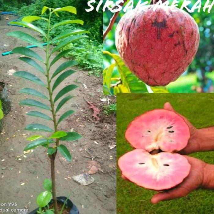 KWALITAS TERBAIK Bibit Tanaman Buah Sirsak Merah Jumbo Cepat Berbuah