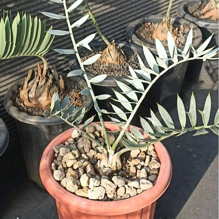 Tanaman Langka Tanaman purba Tanaman hias import Caudex Encephalartos Horridus daun keren tajam