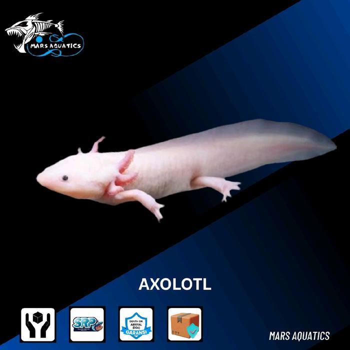 IKAN HIAS AXOLOTL LEUQISTIC SALAMANDER