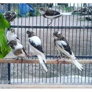 BURUNG KENARI LOPER PANDA BETINA SIAPAN