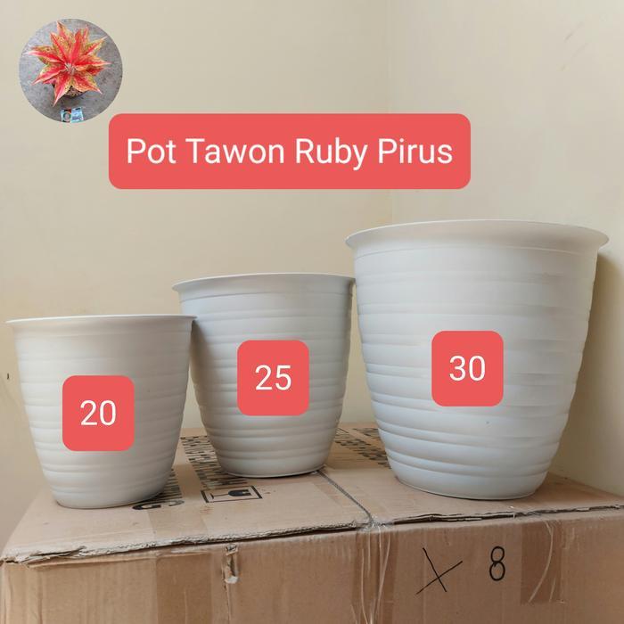 Pot Tawon Pirus 30 Pot Super Pirus 30