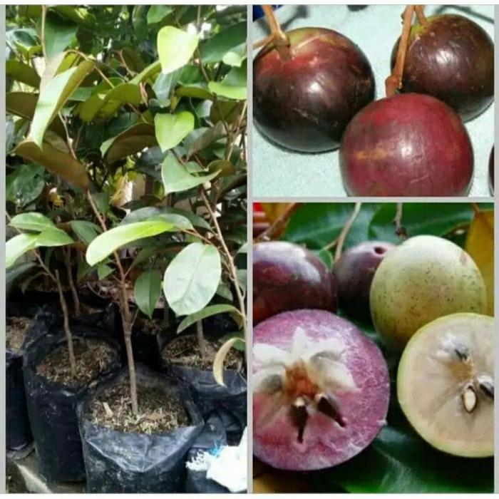 Bibit Buah Kenitu Ungu Super HALAL