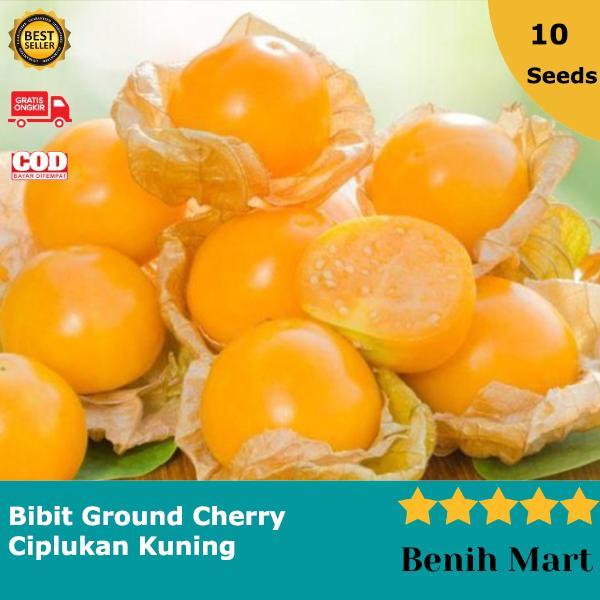 Benih Bibit Buah Ciplukan Kuning Ground Cherry Jumbo HALAL