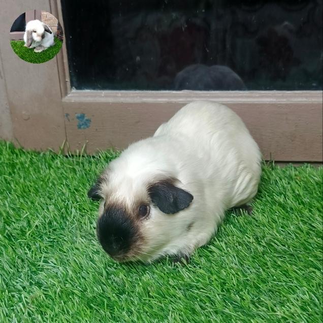 marmut/guinea pig california putih