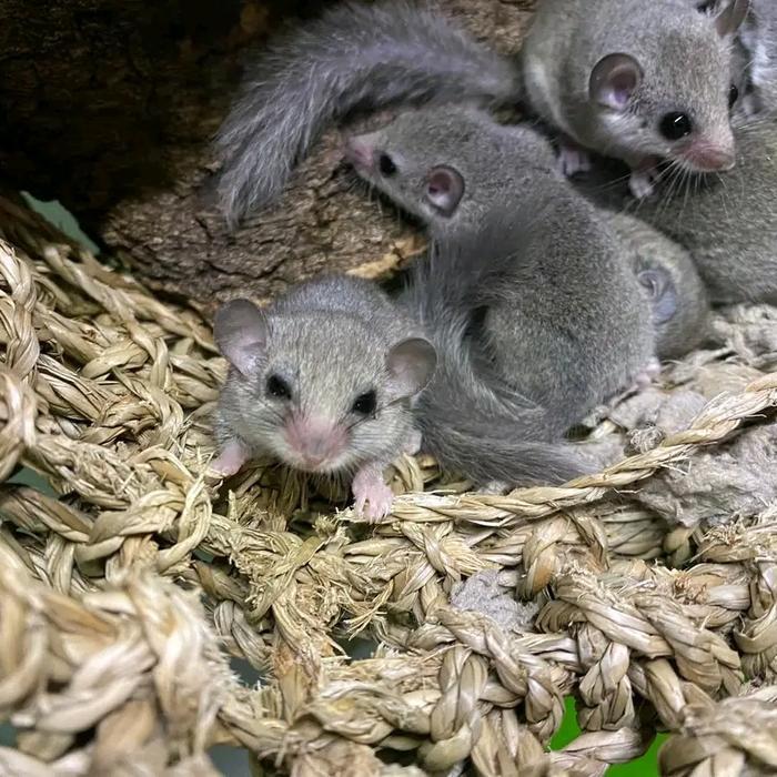 African pygmy dormice lucu