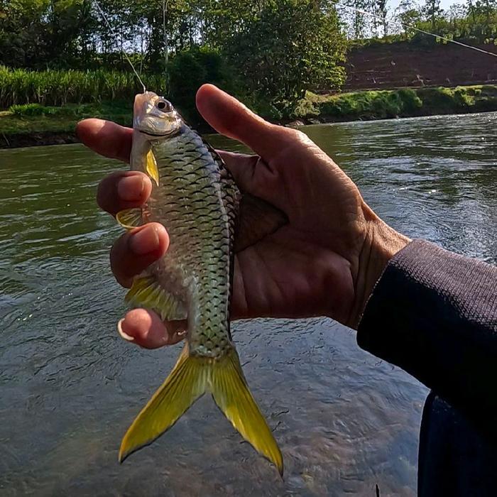 Umpan Mancing Wader Gacor Rangas Poa Ikan Pancing