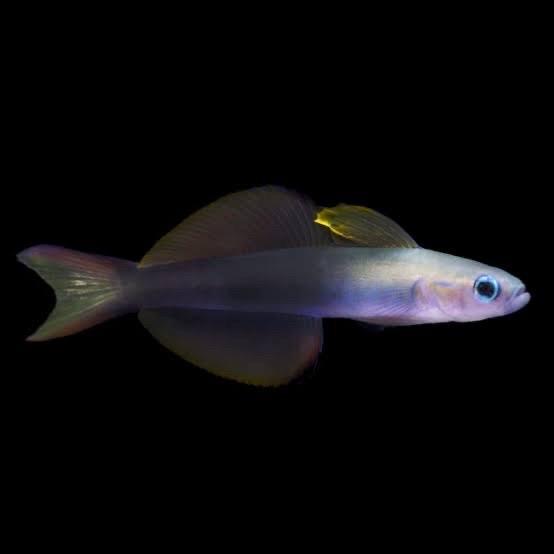 Ikan hias laut Roket B / scissores firefish