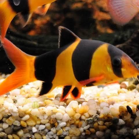 DISKON Tiger Botia Clown Loach Chromobotia Sumatra and Borneo