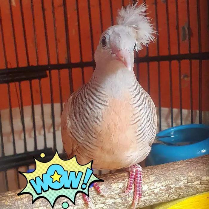 burung perkutut udan mas jambul asli alam istimewa