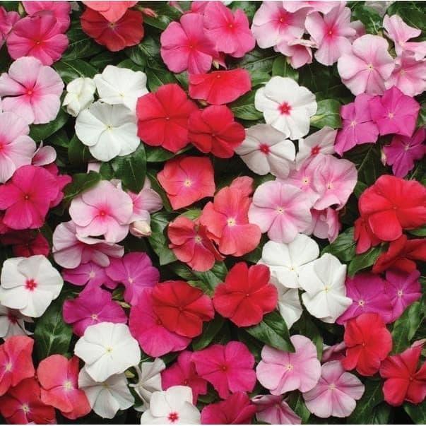 Bibit Benih Biji Bunga Gantung Vinca Mix Warna Tapak Dara Mudah Tumbuh HALAL