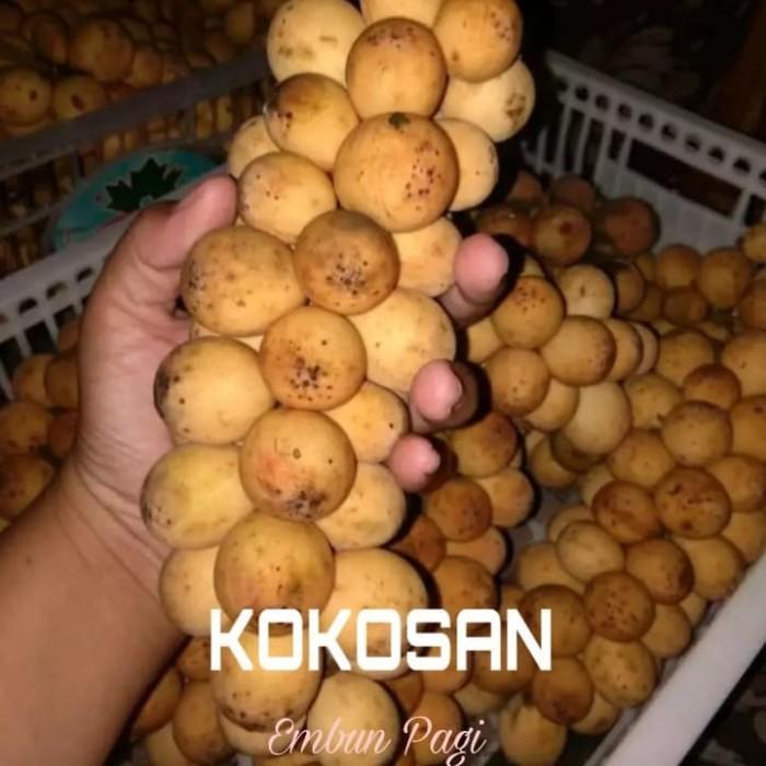 OBRAL Bibit pohon Buah Kokosan at pijitan at Bijitan ATZX super