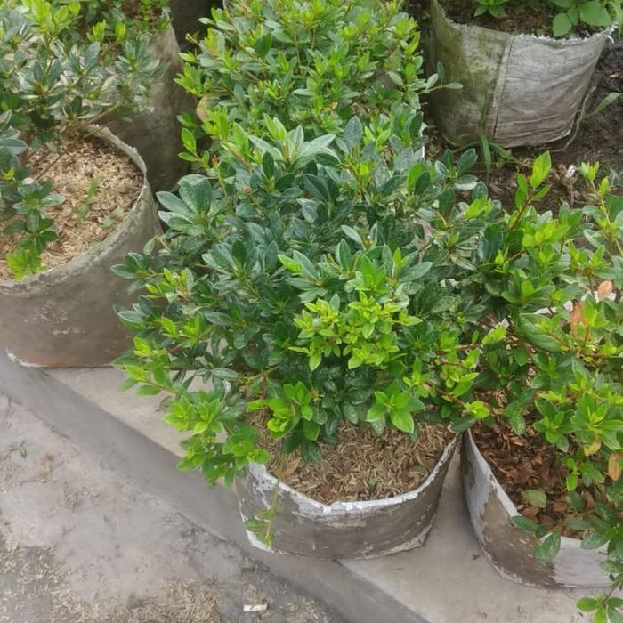 Bahan Bonsai Bunga Azalea