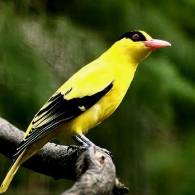 Burung Kepodang Emas Jawa Kecil Sehat Lincah Doyan Makan Pilihan