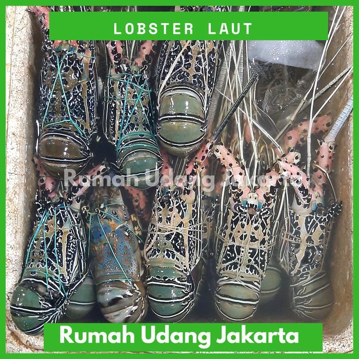 LOBSTER LAUT SEGAR 1kg 4-6 EKOR / LOBSTER LAUT BESAR / Lobster Murah