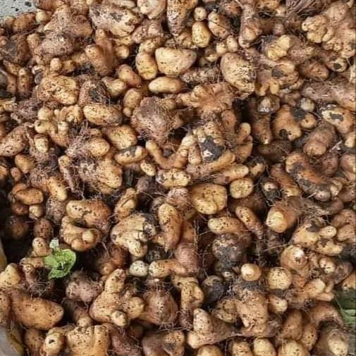 Gembili Ketan 1Kg