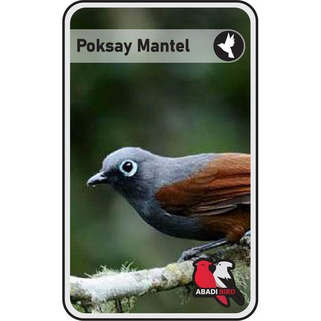 BURUNG POKSAY MANTEL TANGERANG