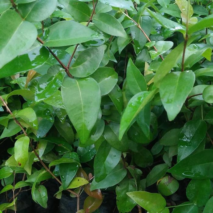 Bibit Tanaman Buah Cermai Merah HALAL