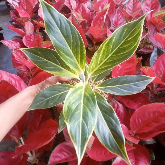 Paket Tanaman Bunga hias aglonema 11 macam