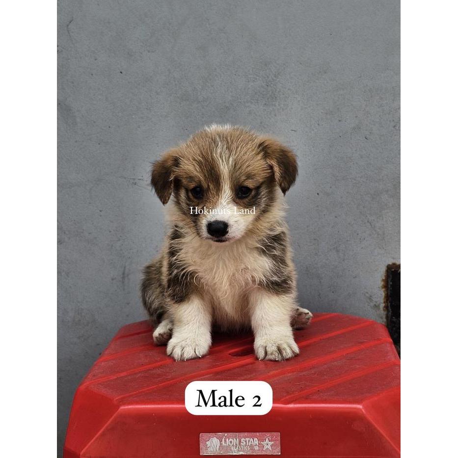Dijual Puppy/Anakan Anjing Pembroke Welsh Corgi Betina Jantan Cowok Jantan Berkualitas Sable Putih C