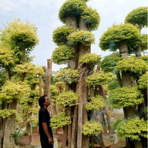 pohon bonsai anting putri