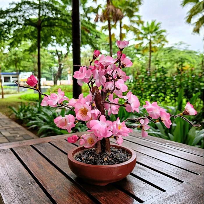 pohon sakura pohon Imlek bunga imlek gong xi bunga meihua tahun baru cina pohon meihua angpao