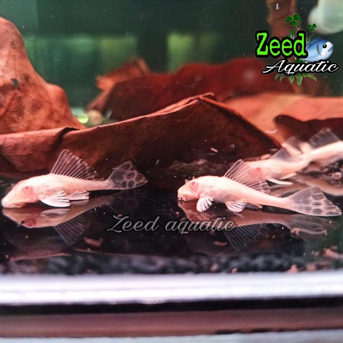 Ikan hias air tawar Gibbiceps albino sapu sapu mentega size +/-5cm pembersih algae aquarium