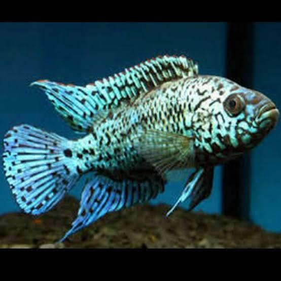 DISKON Electric Blue Jack Dempsey EBJD Cichlid SB
