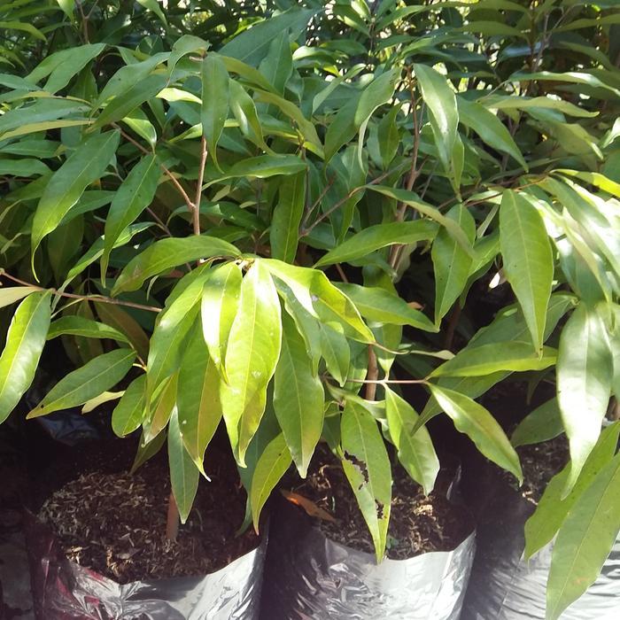 Tanaman Buah Leci Merah Cangkok Bibit Pohon