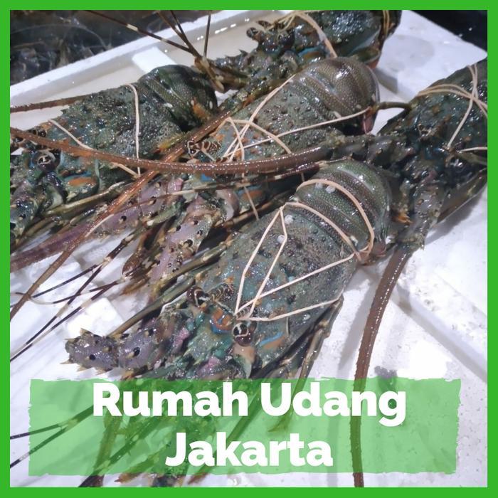 PROMO LOBSTER LAUT isi 4-6 ekor 1 kg / Udang Lobster Segar / Lobster