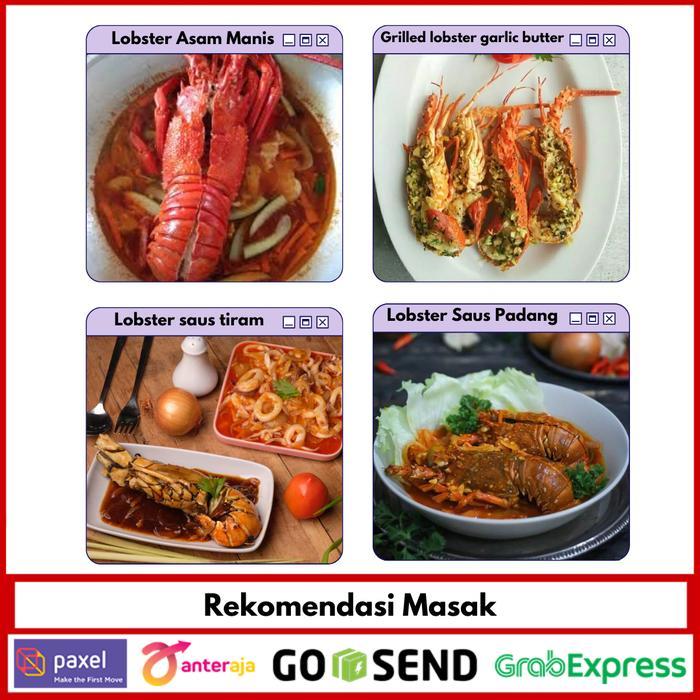 Lobster Laut Besar 1 kg isi 2-4 ekor /Lobster Pasir / Lobster Murah
