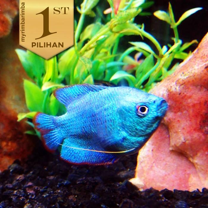 Paket Koloni (isi 10) Sepat Neon Blue Gourami Ikan Hias Aquascape Hiasan Aquarium Tanaman Air